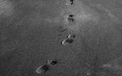 Tech Briefing: CDR Primer, el Manual Definitivo de la Eliminación de Carbono