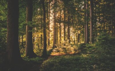 Tech Briefing: La Hoja de Ruta Oficial del IPCC para la Eliminación de CO2 (CDR)